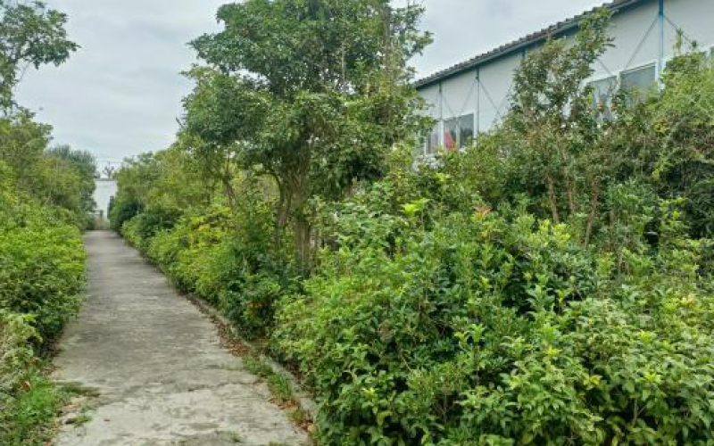 貴安新區(qū)臨時行政中心林(苗)木處置